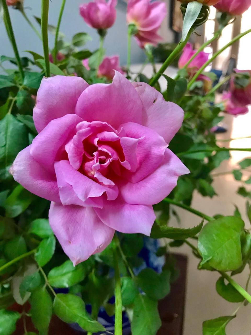 The Rose Home 河内 外观 照片